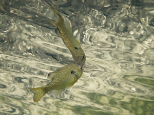 Mirror reflection, taken at Troy Springs FL , with Canon G12 by Beate Seiler 